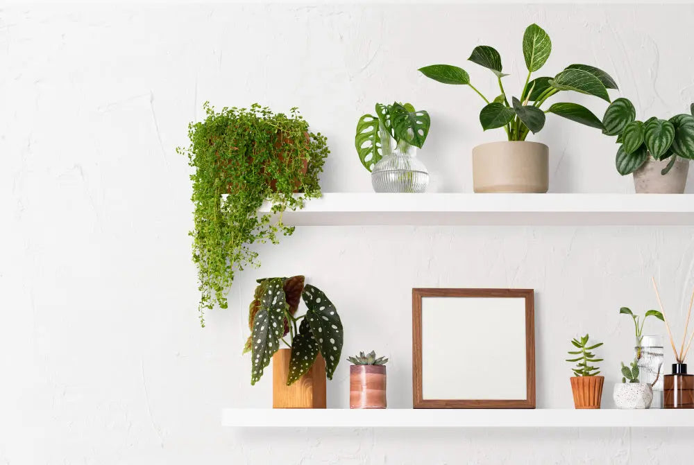 Shelf & Hanging plank Cozytique
